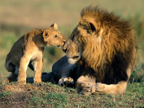 όμορφα χαριτωμένα ζώα εικόνες λιοντάρια