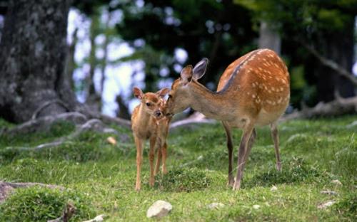 όμορφες εικόνες ζώων μητέρα ελάφια και το ελαφάκι