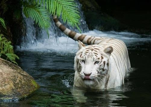 όμορφη βαθιά όμορφα ζώα εικόνες λευκή τίγρη στο ποτάμι
