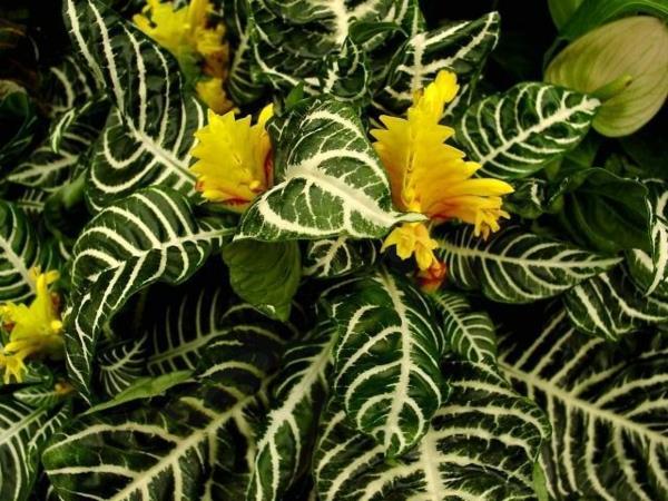 όμορφα φυτά εσωτερικού χώρου γυαλιστερές λάμπες διακοσμούν το σπίτι σας