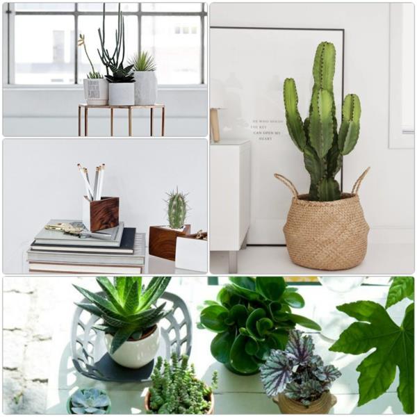 όμορφα-φυτά εσωτερικού χώρου-εικόνες-εύκολες φροντίδες-φυτά εσωτερικού χώρου