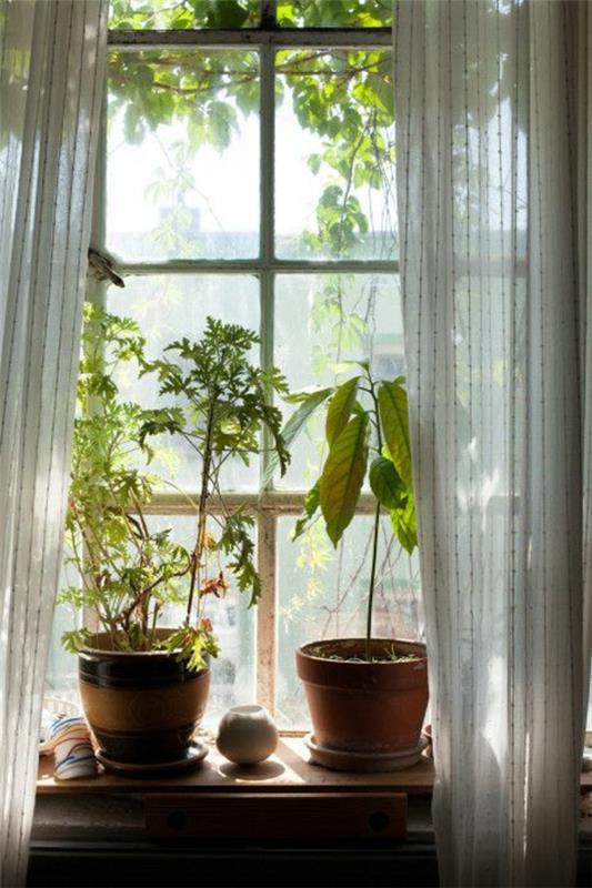 όμορφα φυτά εσωτερικού χώρου σε γλάστρες φυτά στο παράθυρο