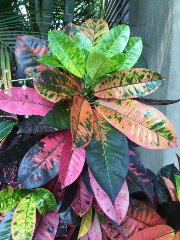 όμορφα φυτά εσωτερικού χώρου ενδιαφέρον χρωματισμό των φύλλων