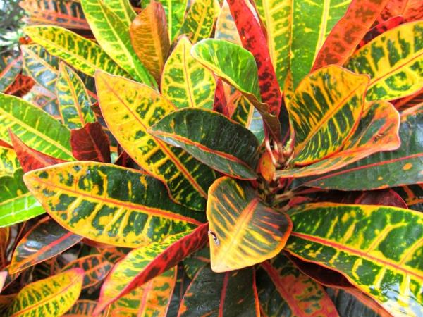 όμορφα φυτά εσωτερικού χώρου croton φυτά χρώματος φύλλα