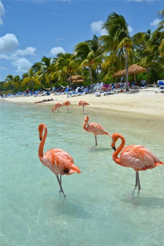 πιο όμορφες παραλίες Flamingo Beach Αναγεννησιακό νησί Αρούμπα