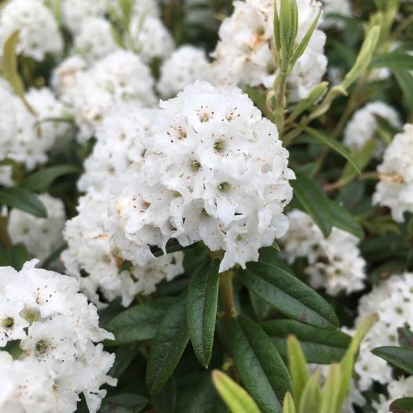 όμορφα άσπρα λουλούδια - κομμένα ροδόδεντρα