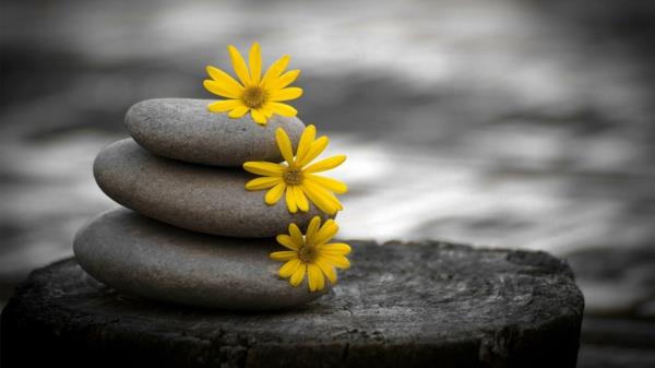 ασπρόμαυρη φωτογραφία ζεν με κίτρινα λουλούδια