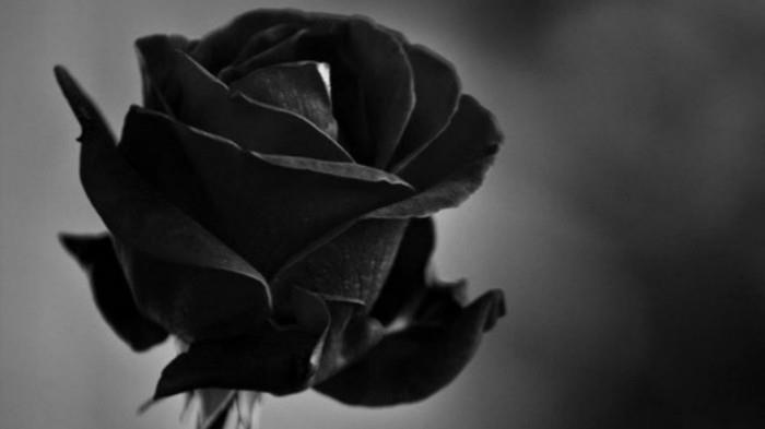 μαύρα τριαντάφυλλα