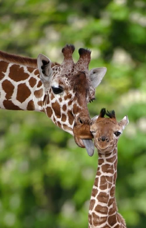 χαριτωμένα μωρά ζώα καμηλοπάρδαλη μητέρα
