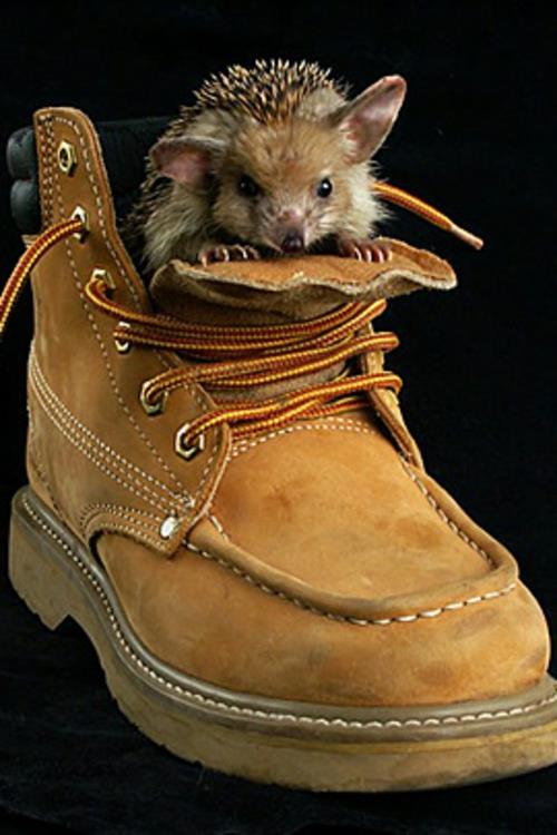 χαριτωμένο μωρό ζώα σκυλάκι παπούτσι σκαντζόχοιρος κακό πρόσωπο