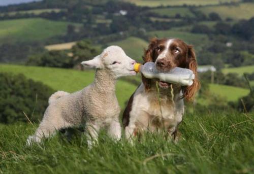 χαριτωμένα μωρά ζώα σκυλί φιλία πρόβατα