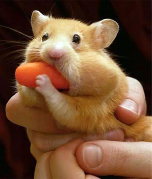 χαριτωμένα καρότα μωρά ζώα