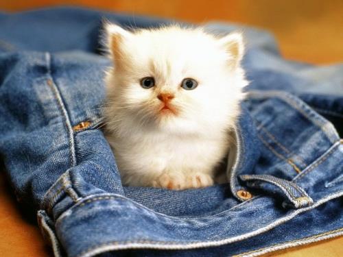 χαριτωμένο μωρό ζώα γατάκι λευκή τσέπη