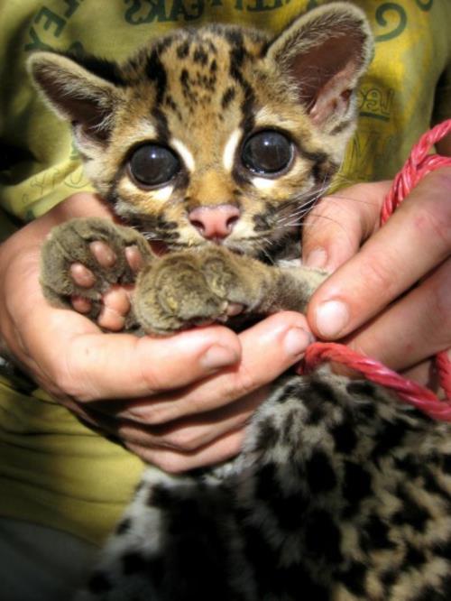 χαριτωμένα μωρά ζώα λεοπάρδαλη ζούγκλα