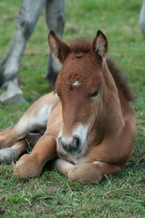 χαριτωμένα μωρά ζώα άλογο λιβάδι γρασίδι