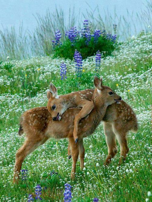 χαριτωμένα μωρά ζώα ελάφια λουλούδια λιβάδι