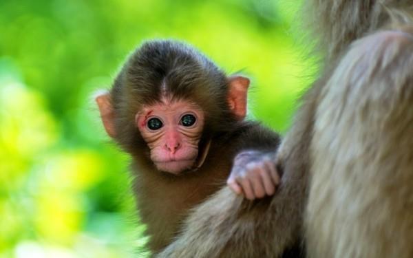 χαριτωμένες εικόνες ζώων μωρό μαϊμού