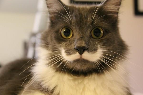χαριτωμένες εικόνες ζώων γάτα με μουστάκι