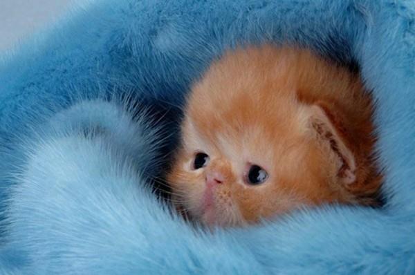 χαριτωμένες εικόνες ζώων μωρό γάτα