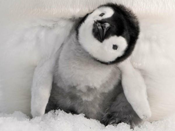 χαριτωμένες εικόνες ζώων πιγκουίνοι