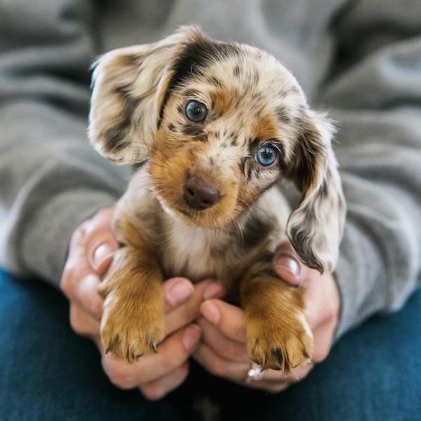 χαριτωμένες εικόνες ζώων κουτάβι σκυλί με μπλε μάτια