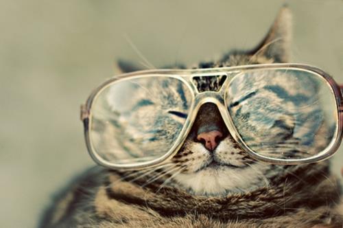 χαριτωμένες γάτες με ρετρό γυαλιά
