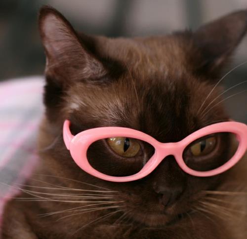 χαριτωμένες γάτες με ροζ πλαίσιο γυαλιών