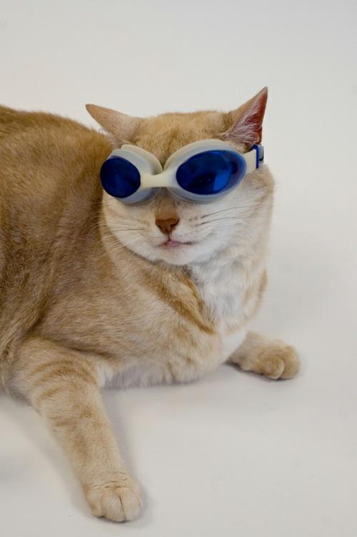 χαριτωμένες κομψές γάτες με γυαλιά κολύμβησης