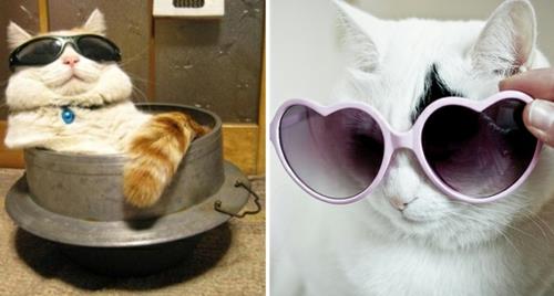 χαριτωμένες γάτες με γυαλιά ηλίου