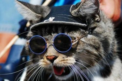 χαριτωμένες γάτες φακοί στρογγυλών γυαλιών και πλαίσιο σε μπλε χρώμα