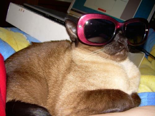 χαριτωμένες γάτες κομψά γυαλιά σε ματζέντα