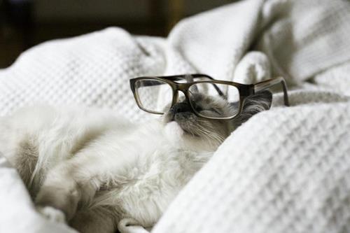 χαριτωμένες κομψές γάτες που κοιμούνται με ρετρό γυαλιά