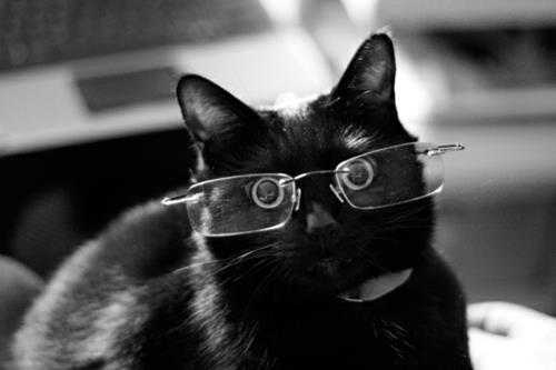 χαριτωμένες μαύρες γάτες με ωραία γυαλιά