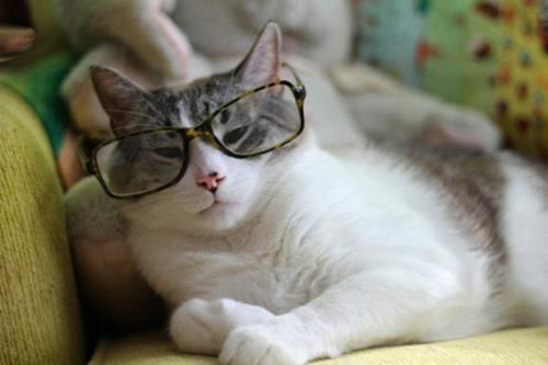 χαριτωμένες κομψές γάτες σοβαρές με λεοπάρ μοτίβα γυαλιά