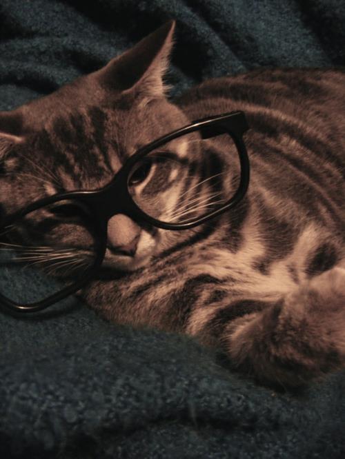 χαριτωμένες γάτες vintage γυαλιά