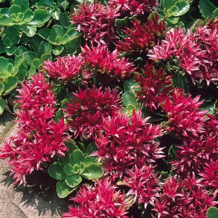 sedum spurium cover ground succulents caucasus asian stonecrop