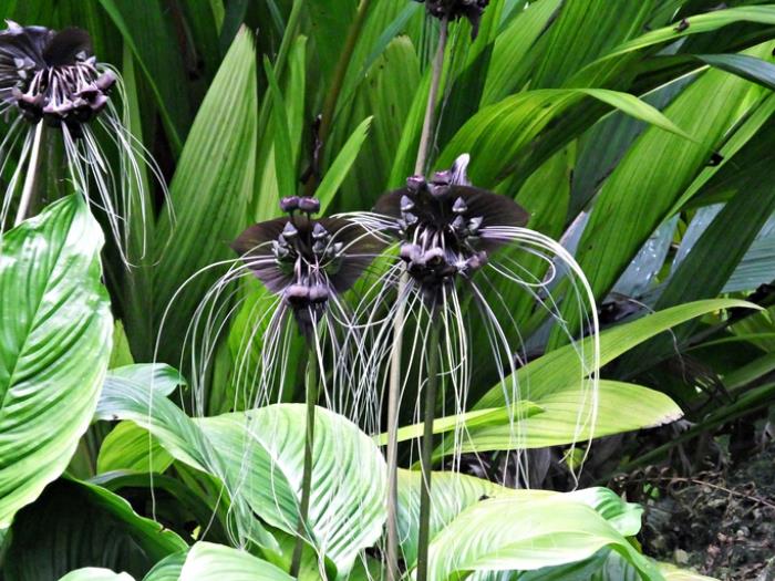 παράξενα λουλούδια νυχτερίδα λουλούδι μαύρη άνθιση μοναδικό σχήμα