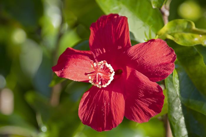 παράξενα λουλούδια ιβίσκος Χαβάης λεπτή άνθιση βαθιά κόκκινα πέταλα ομορφιά από τη φύση