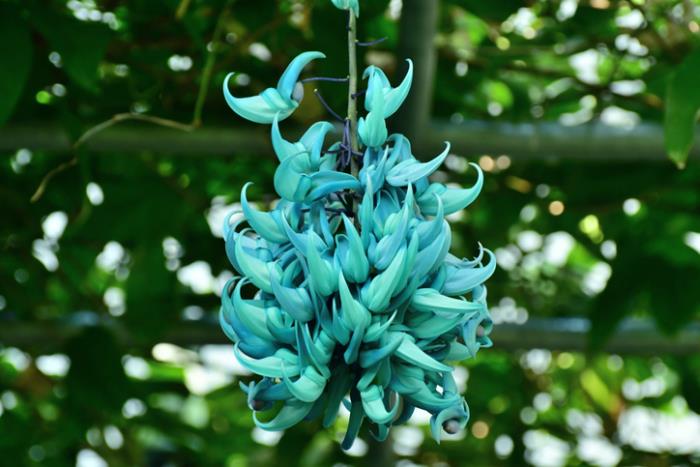 παράξενα λουλούδια Jade Vine μπλε λουλούδια συναντήθηκαν σπάνια που δεν γνωρίζει κάθε λάτρης της φύσης