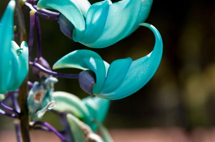 παράξενα λουλούδια νεφρίτη αμπέλου μπλε λουλούδια σπάνια βρίσκονται φυτά