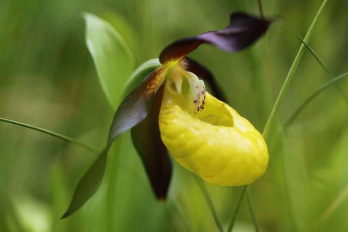 παράξενα λουλούδια παντόφλα βασίλισσα κυρία περίεργο σχήμα λουλουδιού κίτρινη σπάνια ορχιδέα