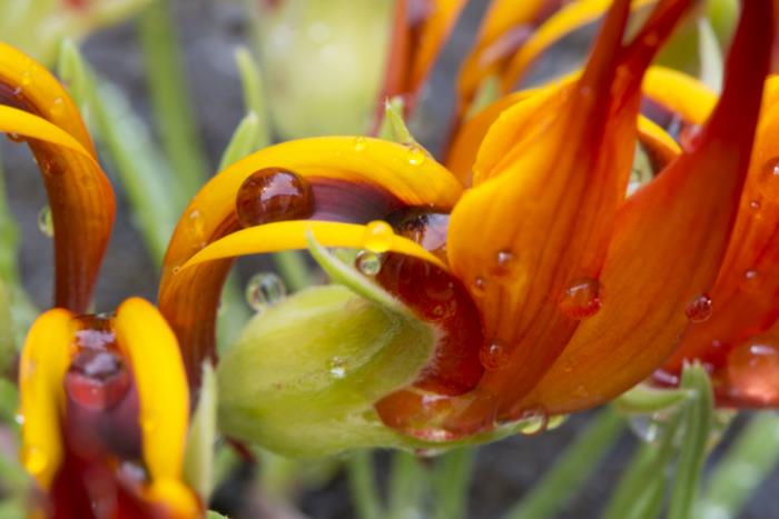 περίεργα λουλούδια από κέρατο καναρινιού τριφύλλι πορτοκαλί χρώματος λουλούδια παρόμοια με το ράμφος του παπαγάλου