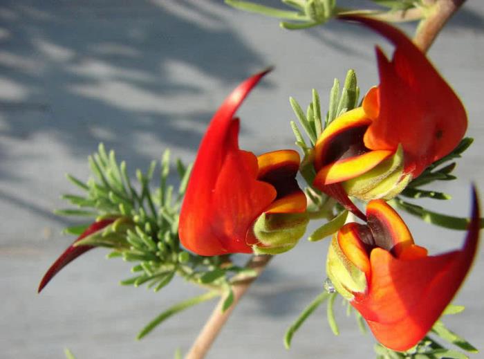 παράξενα λουλούδια από κέρατο καναρινιού τριφύλλι με πορτοκαλί χρώμα, όπως το ράμφος του παπαγάλου