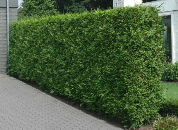 οθόνη απορρήτου thuja hedge brabant