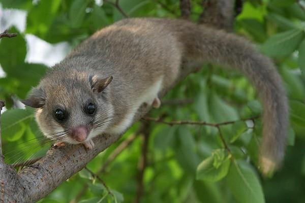 κοιτώνας διώξτε το glis glis