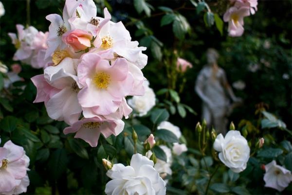 καλοκαίρι στον κήπο με υπέροχο ροζ σε ανοιχτές αποχρώσεις
