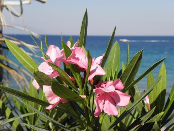 καλοκαιρινές διακοπές Ελλάδα φροντίδα πικροδάφνης