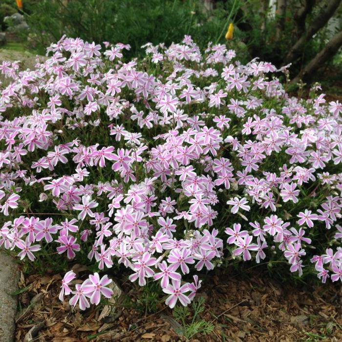 καλοκαιρινά λουλούδια ταπετσαρία phlox ροζ απαλά λουλούδια