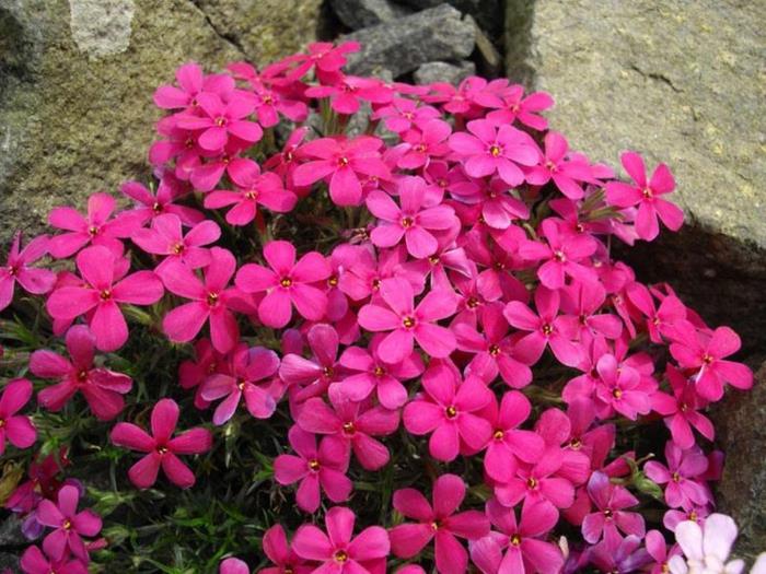 καλοκαιρινά λουλούδια κήπος διακοσμούν φυτά Phlox douglasii