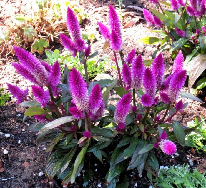 ομορφύνουν τον κήπο καλοκαιρινά λουλούδια κήπο φυτά brandschopf μοβ